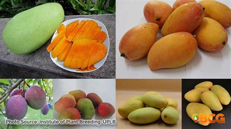 55 Different Types of Mangoes .